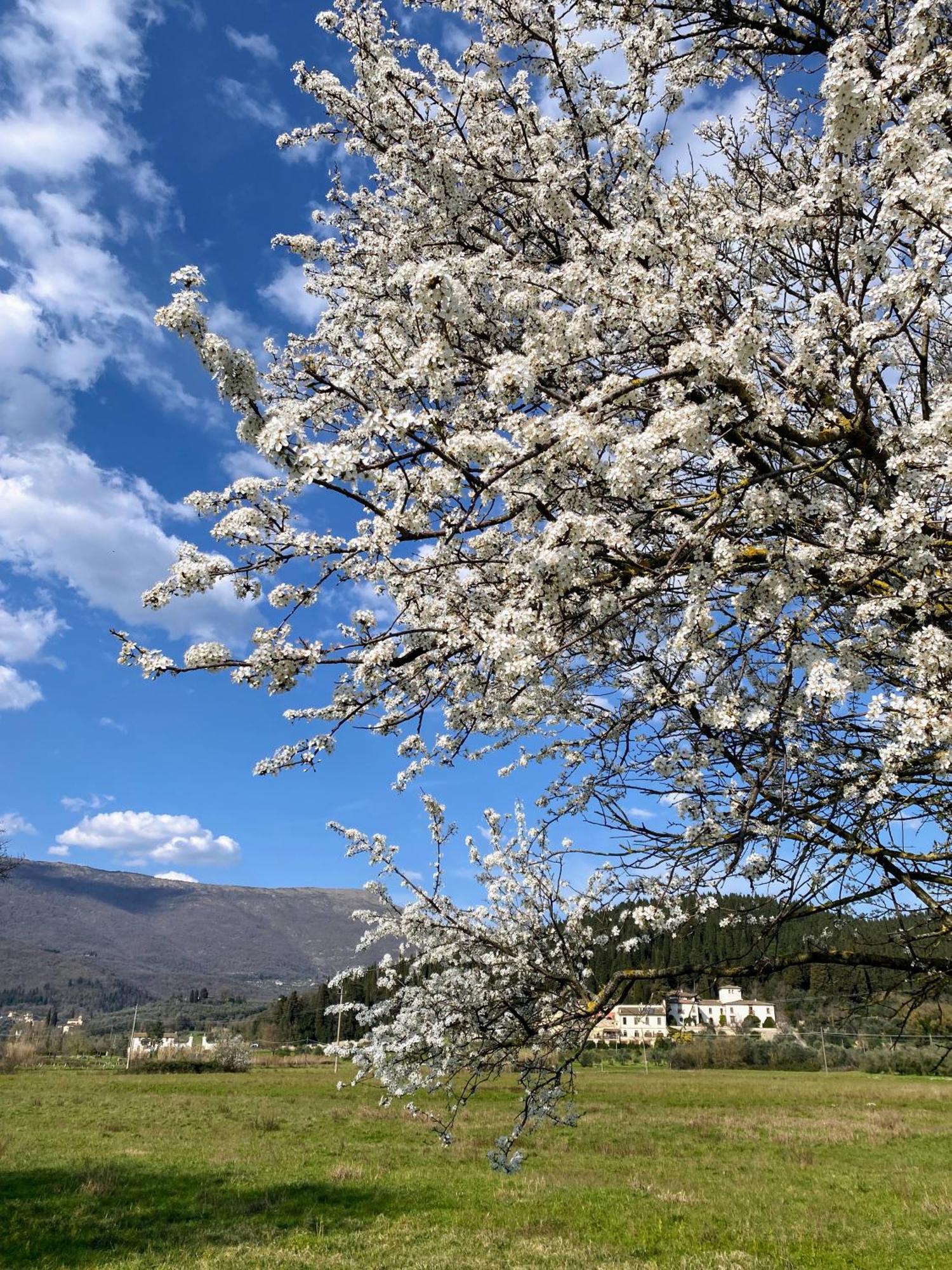 Accanto A Firenze ปาล์มเดดเซิร์ท ภายนอก รูปภาพ